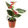 Anthurium plant in a pot. Germany
